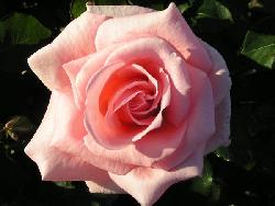 Summer Lady�